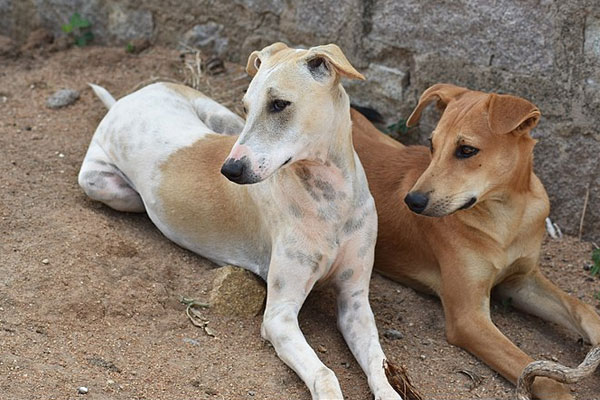 A photo of an Indian breed Pandikona dog